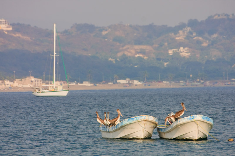pelicani in barci