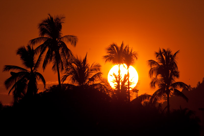 apus cu palmieri in acapulco