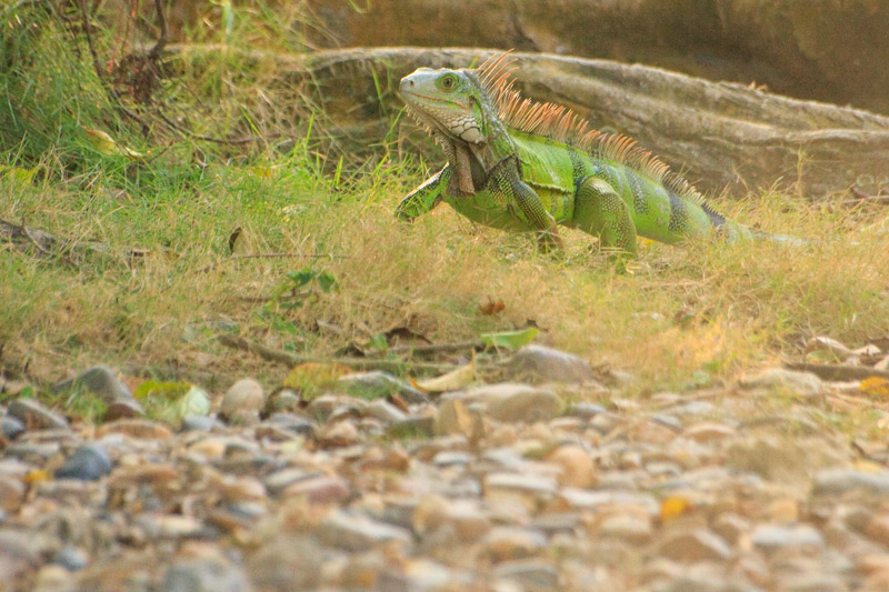 iguana