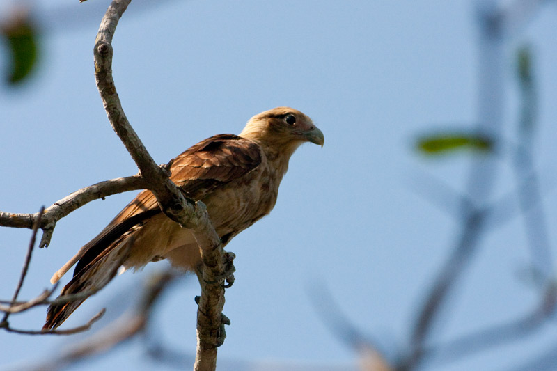 de inchieiere
