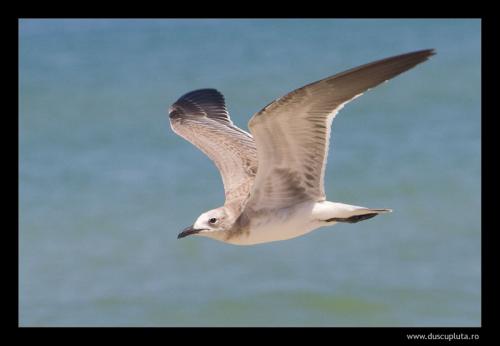 progreso bird