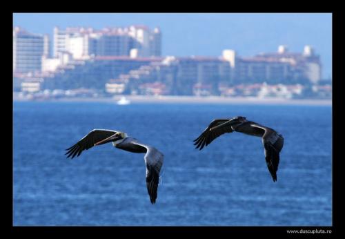 birds