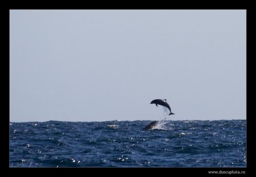 delfini in libertate
