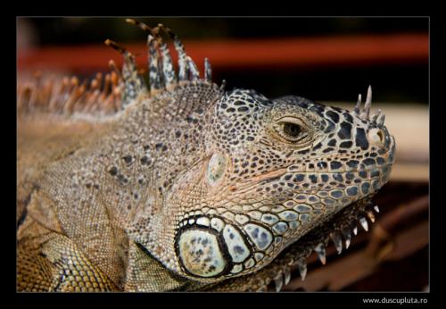 iguana head