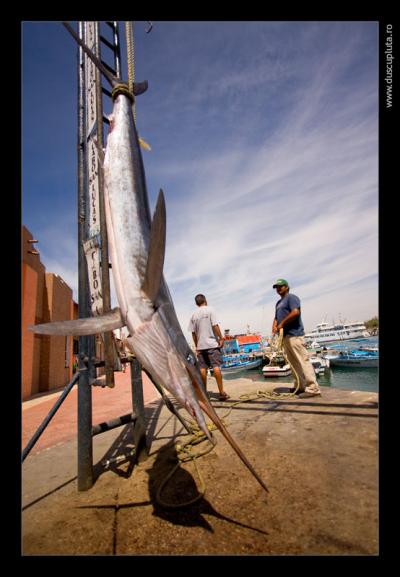 marlin
