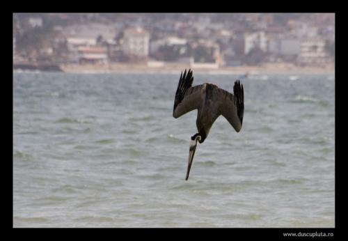 pelican