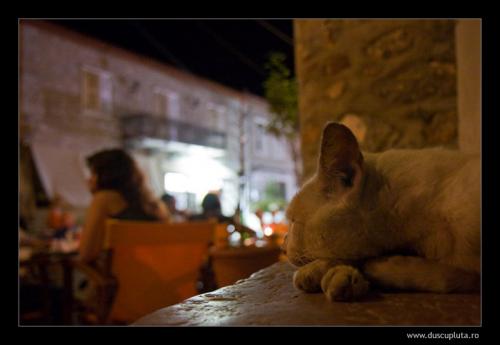 pisici dormind