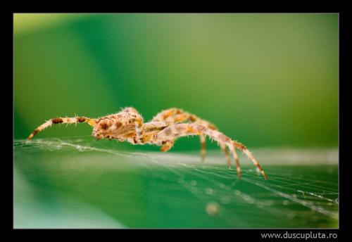 pe o panza de paianjen