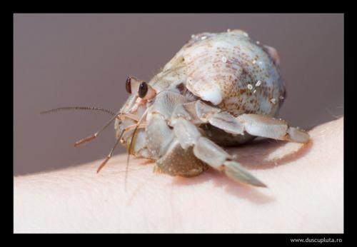 sand crab on hand
