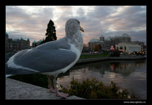 Victoria dintr-o alta perspectiva